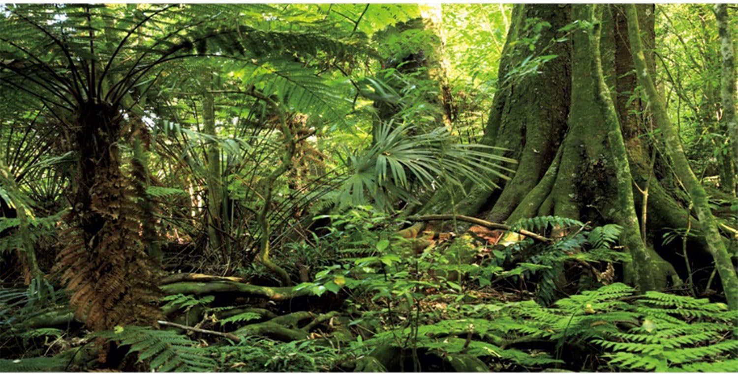 48×24 in Terrarium Backdrop Green Forest Tree Reptile Habitat Background